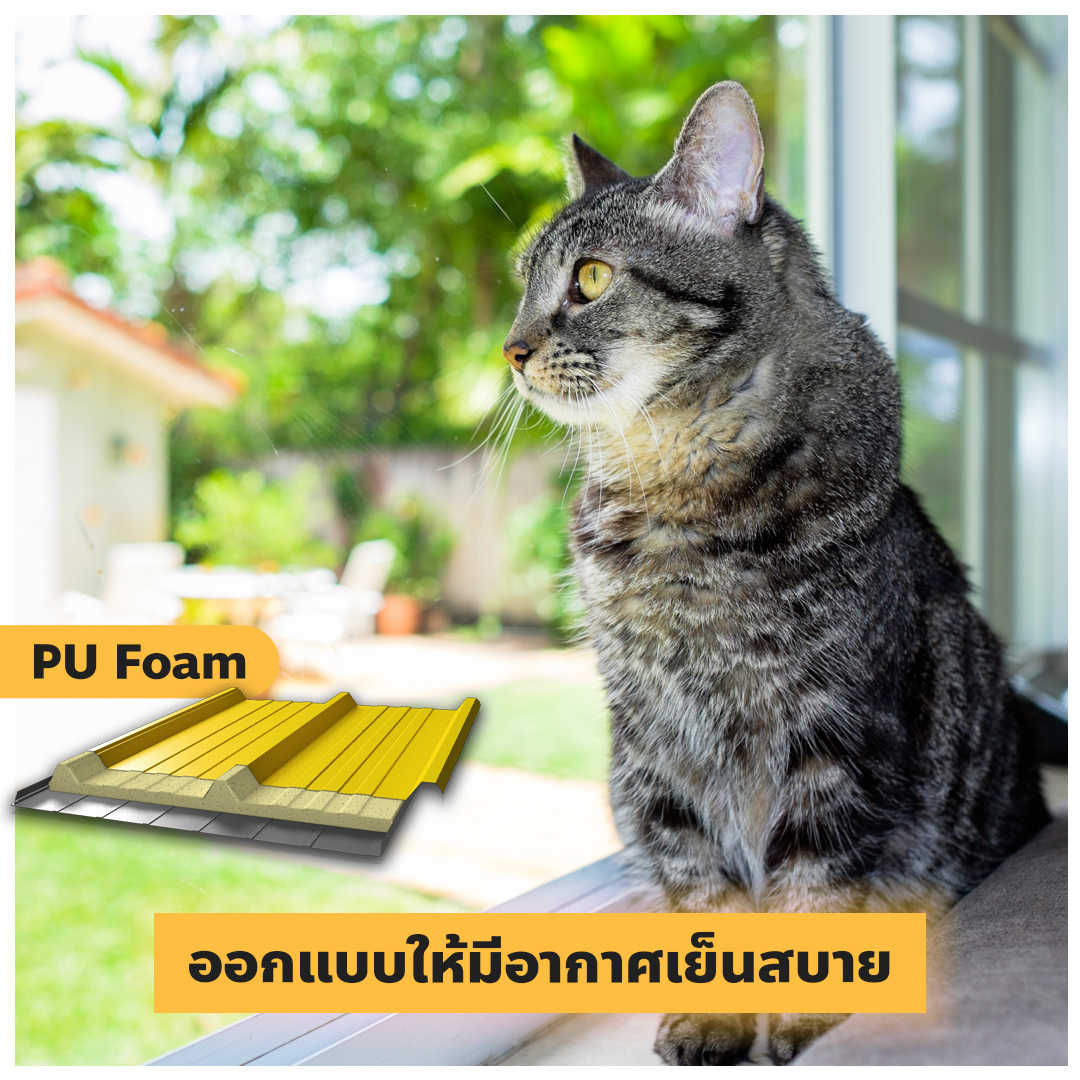 ออกแบบบ้านให้น้องหมา น้องแมว