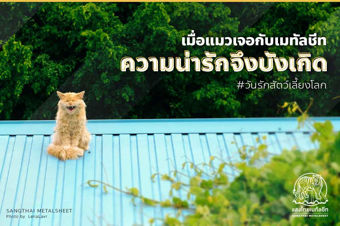เมื่อแมวเจอกับเมทัลชีท ความน่ารักจึงบังเกิด #วันรักสัตว์เลี้ยงโลก