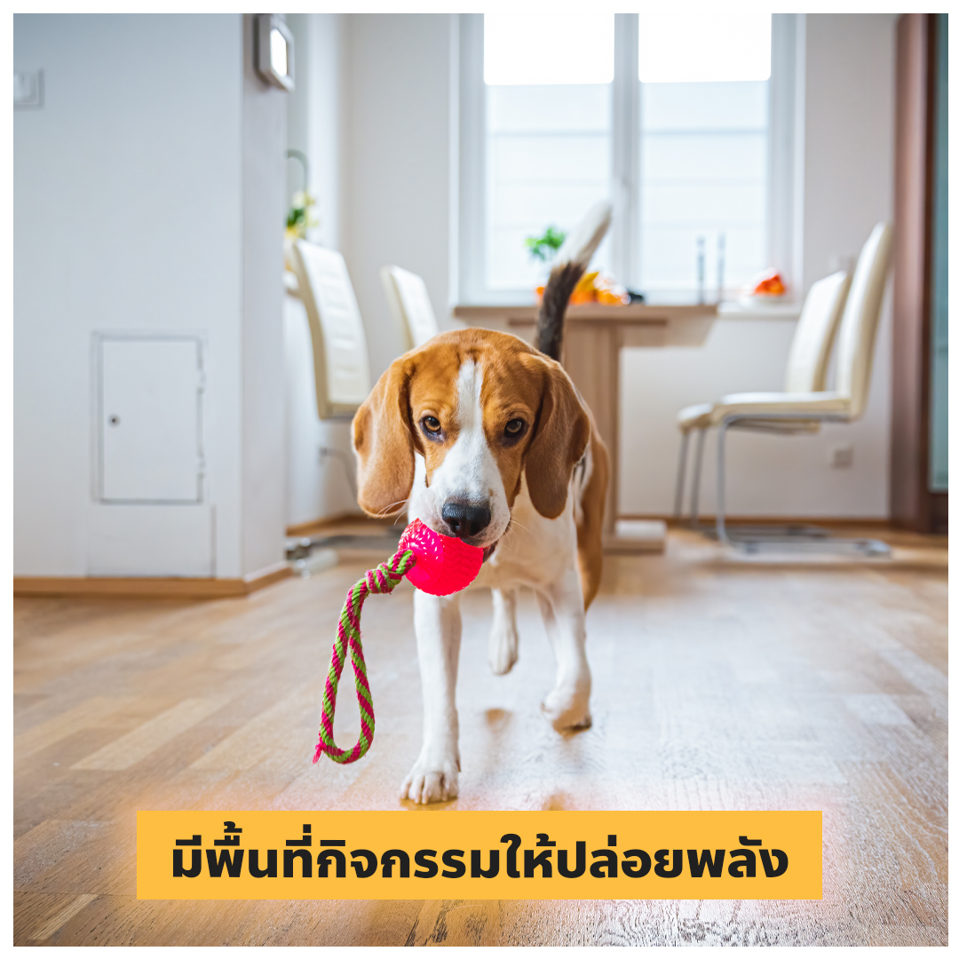 ออกแบบบ้านให้น้องหมา น้องแมว