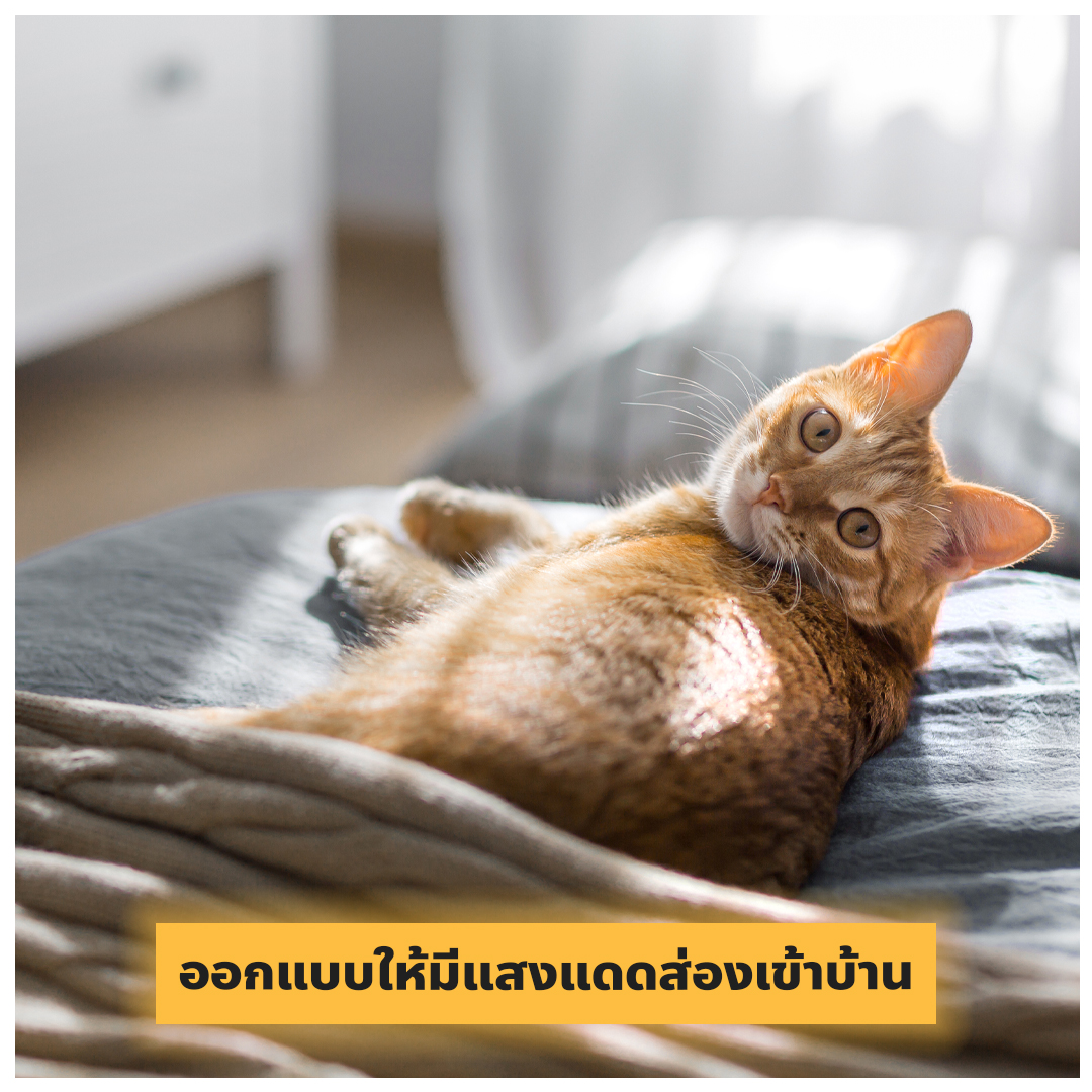 ออกแบบบ้านให้น้องหมา น้องแมว